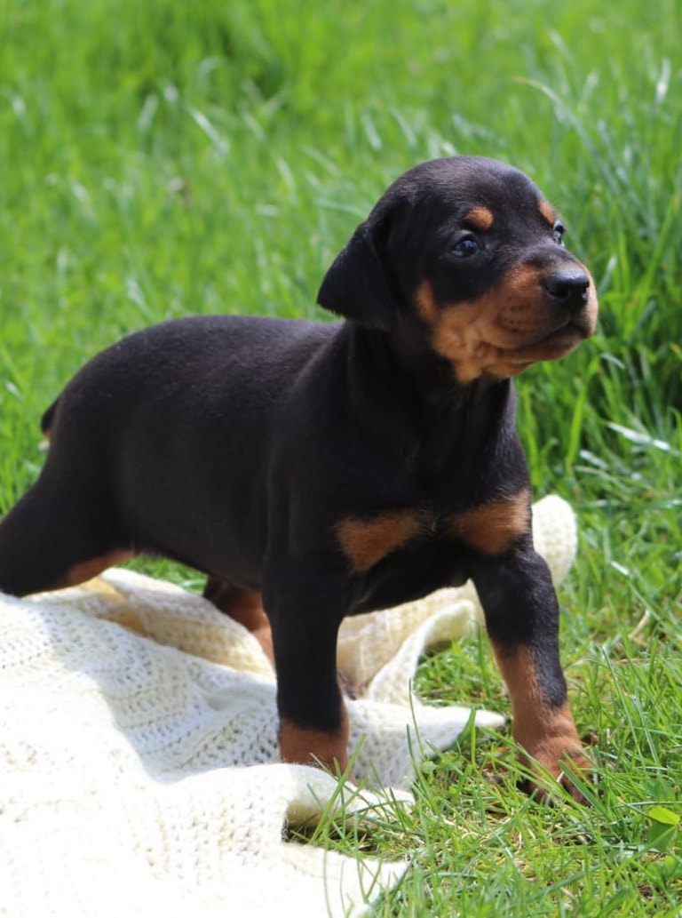doberman puppies with tails